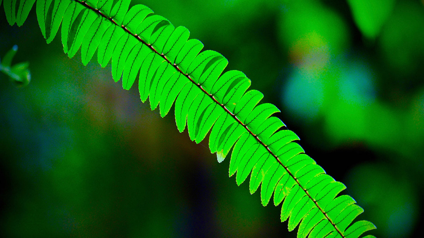 Forest Fern