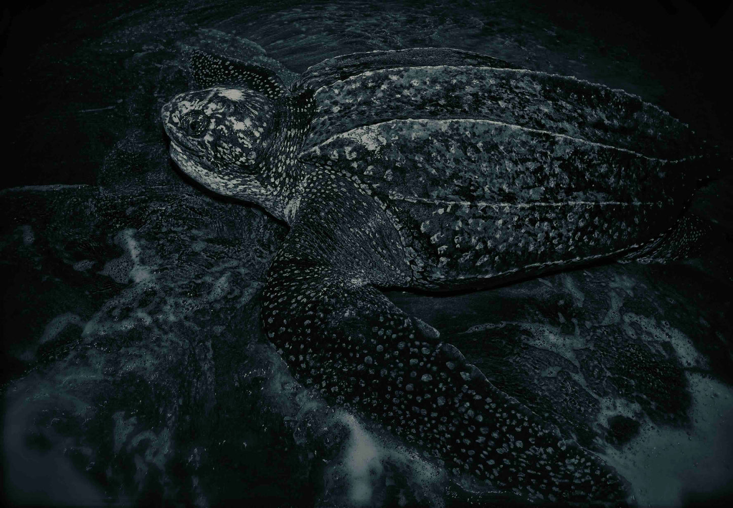 Leatherback 1