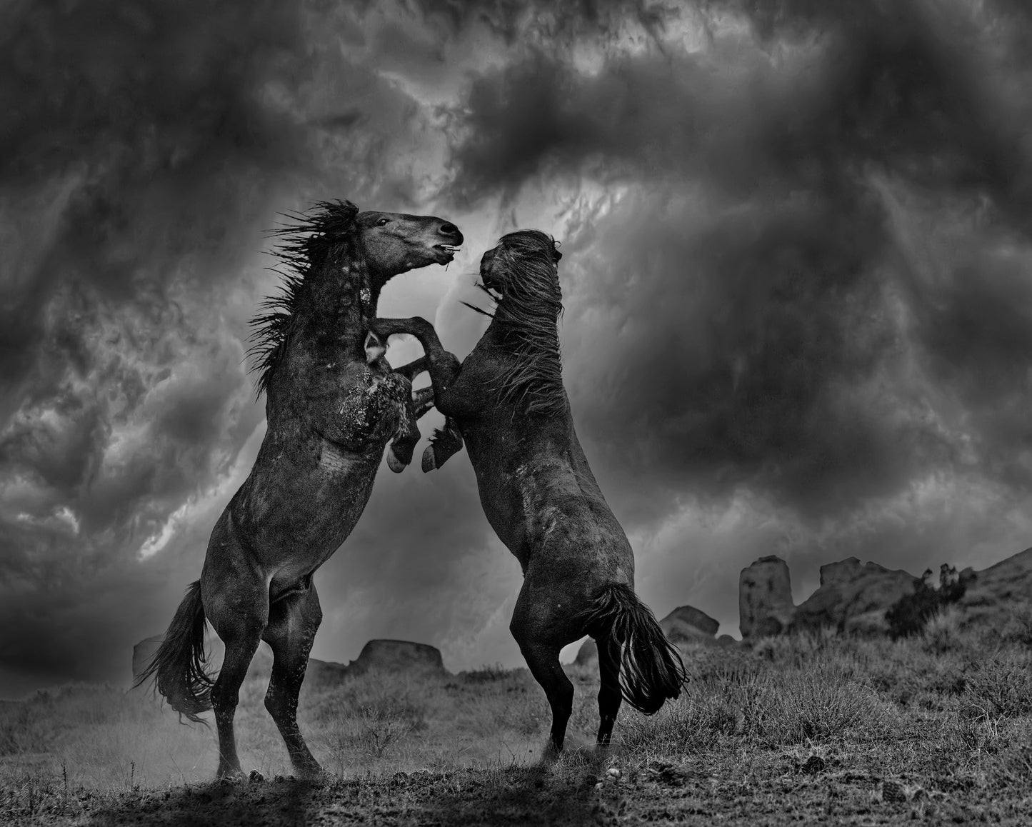 Mustangs of Disappointment Valley (Randy Stephens)
