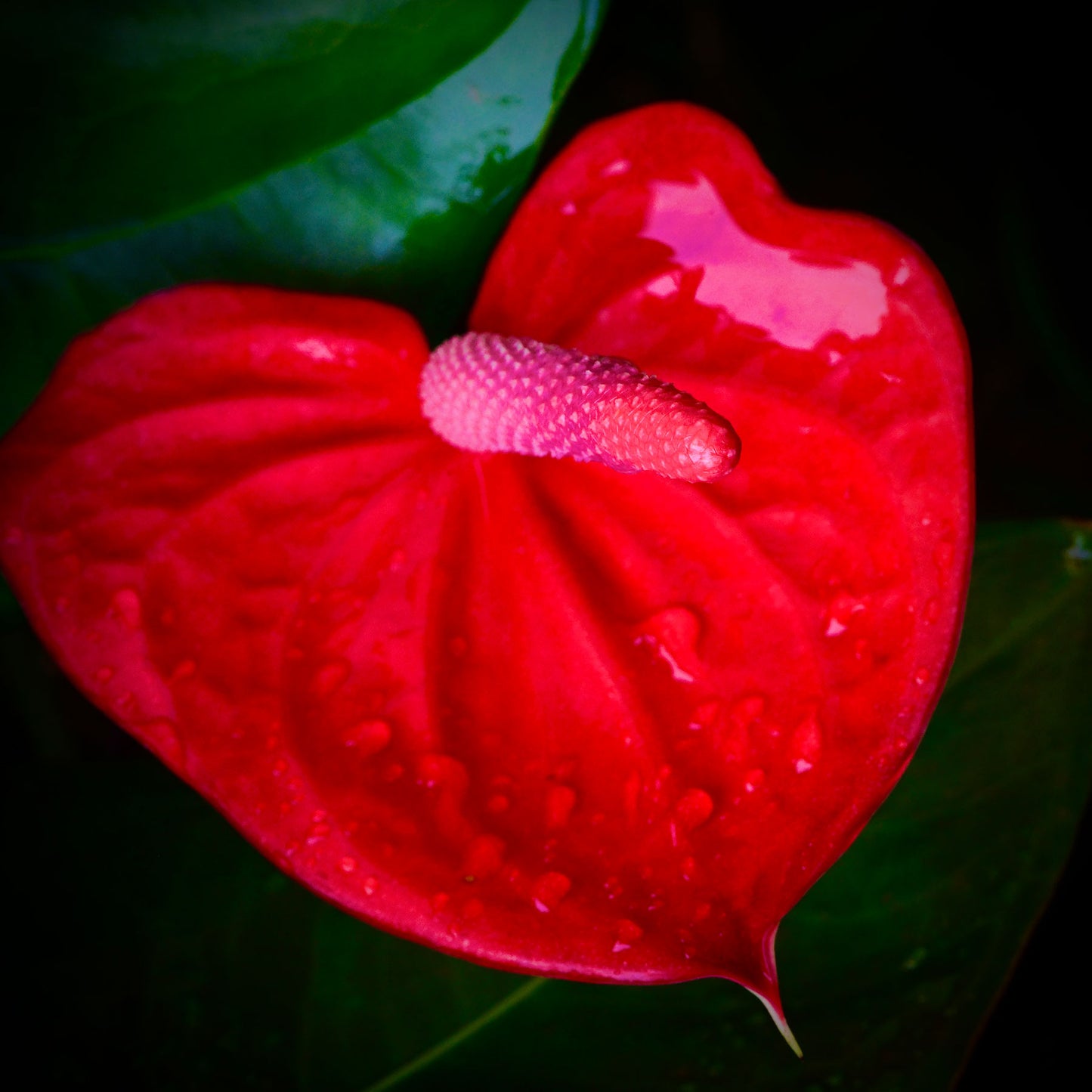 Peace Park Anthurium